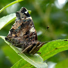 Red Admiral