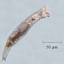 Rotifer