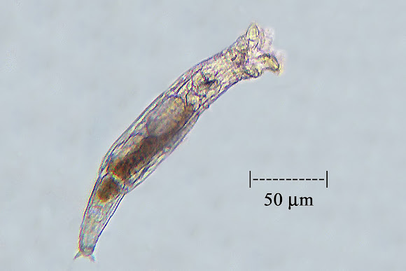 Spotting Image 1