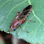 Midas fly