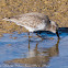 Dunlin; Correlimos Común