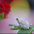 Gray Tree Frog