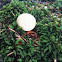 Earth ball