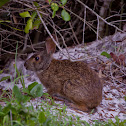Eastern Cottontail Rabbit