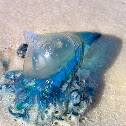 Portuguese Man o' War