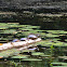 Painted Turtle
