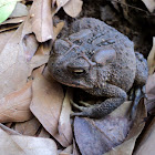 Southern Toad