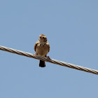 Indian Bush Lark