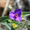 Western Spiderwort
