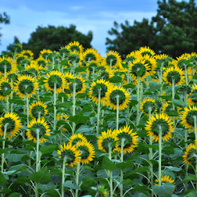 Who Goes there? by Akash Kumar - Novices Only Flowers & Plants ( green, sun flower, humor, yellow, flowers )