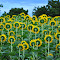 DSC_0021esiz.jpg