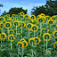 Who Goes there? by Akash Kumar - Novices Only Flowers & Plants ( green, sun flower, humor, yellow, flowers )