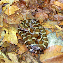 Milksnake