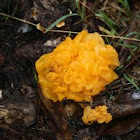 Golden jelly fungus
