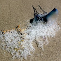 Portugese Man o War