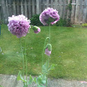 Giant Lavander Ruffled Poppy