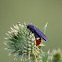 Digger Wasp