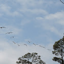 Brown Pelicans