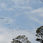 Brown Pelicans