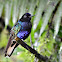 Velvet-purple Coronet