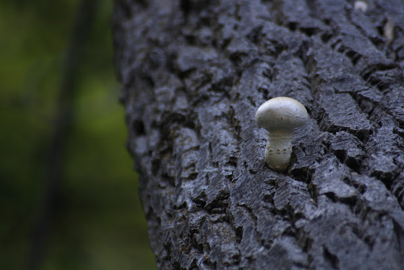 Spotting Image 1