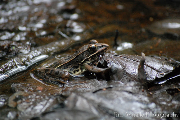 Spotting Image 1