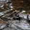 Southern Leopard Frog