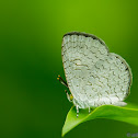 Apefly