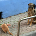 Feral cat