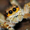Jumping spider