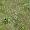 Wild White Indigo