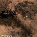 Rack beetle
