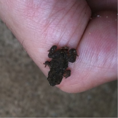 Spotting Image 1