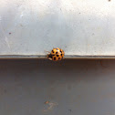 Multicolored Asian Lady Beetle