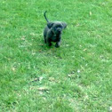 Perro