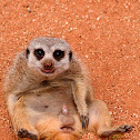 Meerkat