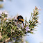 Bumble bee