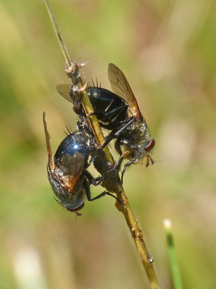 Tachinid fly