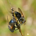 Tachinid fly