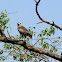 Eurasian Sparrowhawk