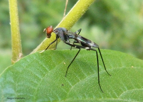 Spotting Image 1