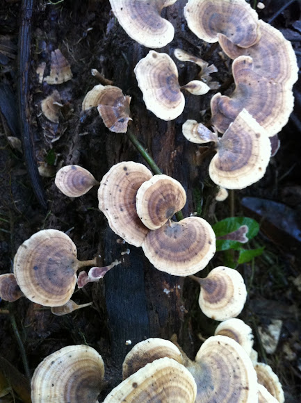 Spotting Image 1