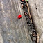 Velvet mite