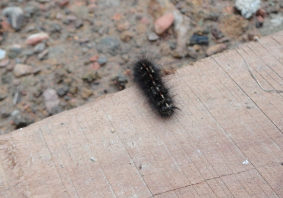 Spotting Image 1
