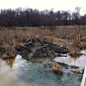 North American Beaver lodge