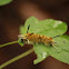 Banded Tussock Moth