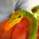 Sphinx moth caterpillar