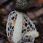Veiled Stinkhorn