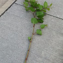 Japanese knotweed