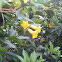 Alamanda